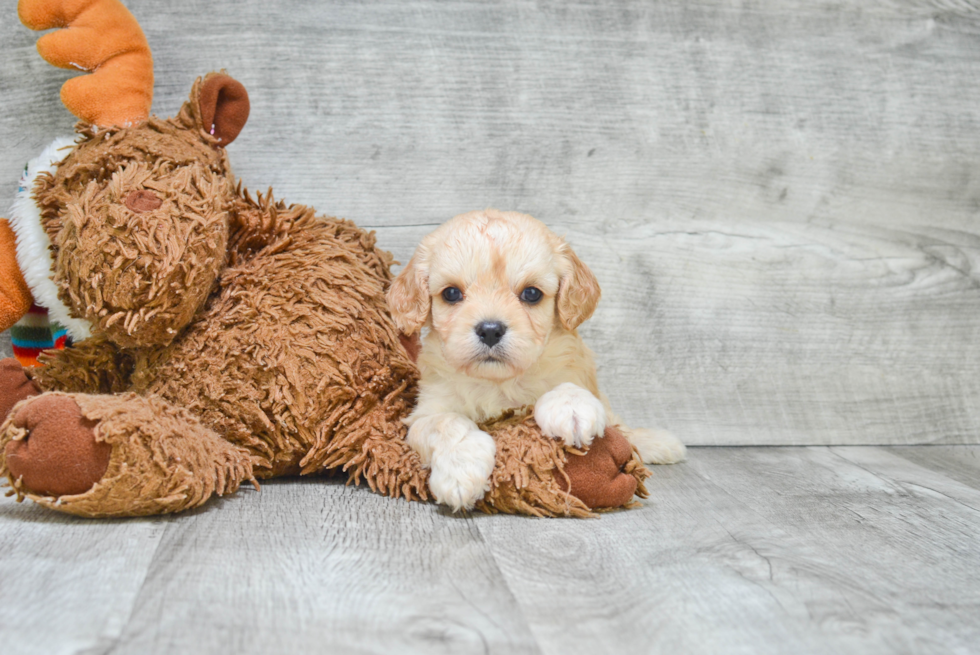 Fluffy Cavachon Designer Pup