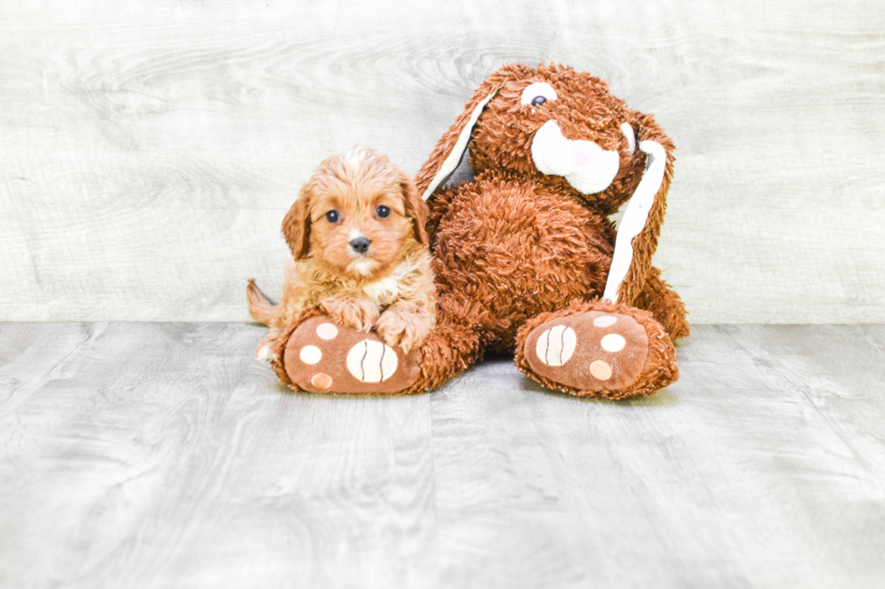 Adorable Cavoodle Poodle Mix Puppy