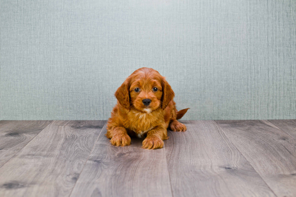 Smart Mini Goldendoodle Poodle Mix Pup