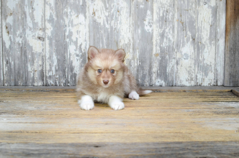 Friendly Pomsky Baby