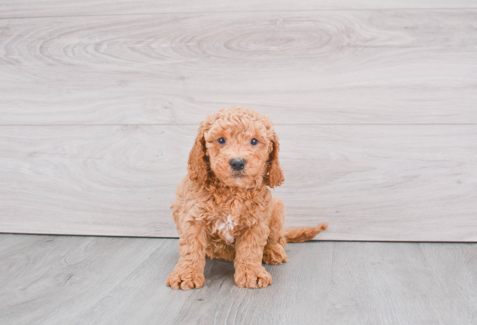Little Golden Retriever Poodle Mix Puppy