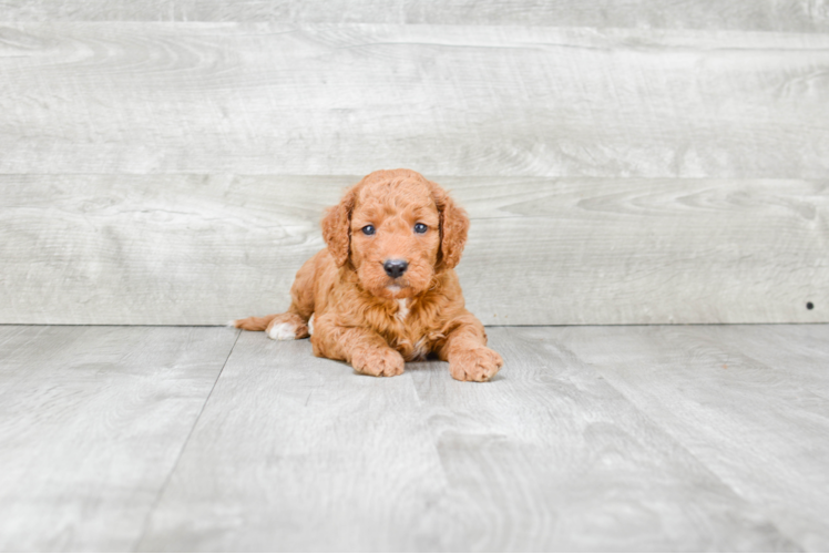 Mini Goldendoodle Pup Being Cute