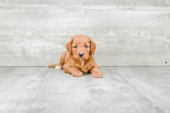 Mini Goldendoodle Pup Being Cute