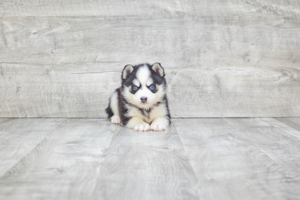 Funny Pomsky Designer Pup