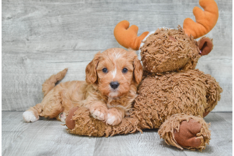 Best Cavapoo Baby