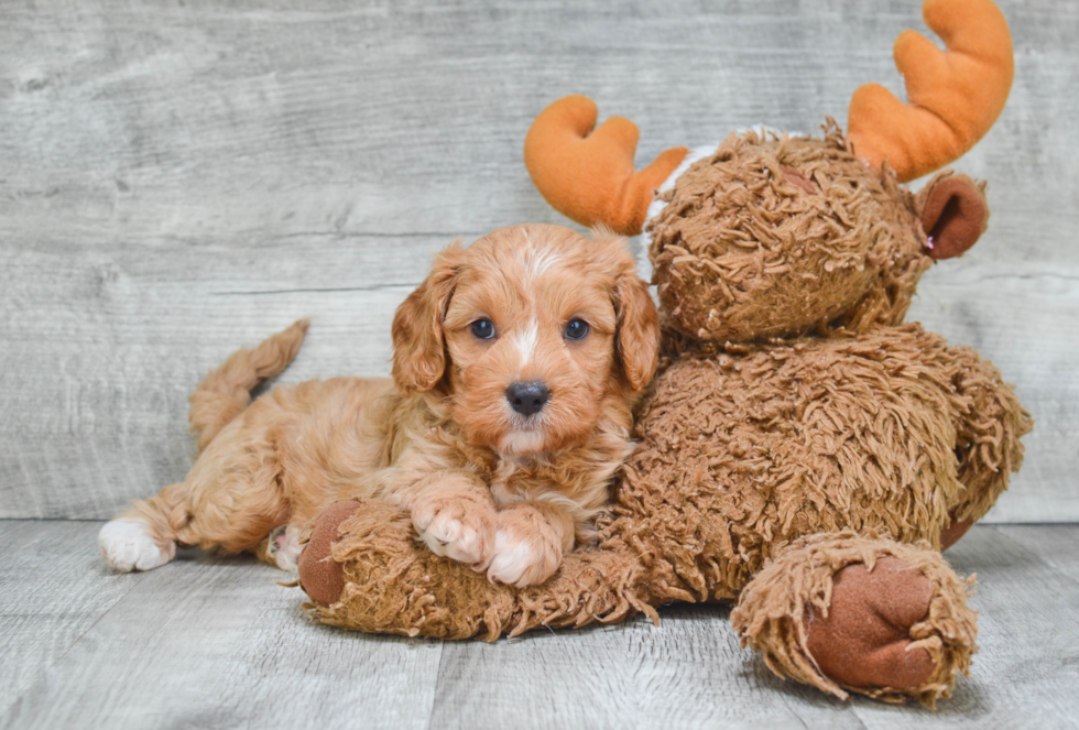 Best Cavapoo Baby