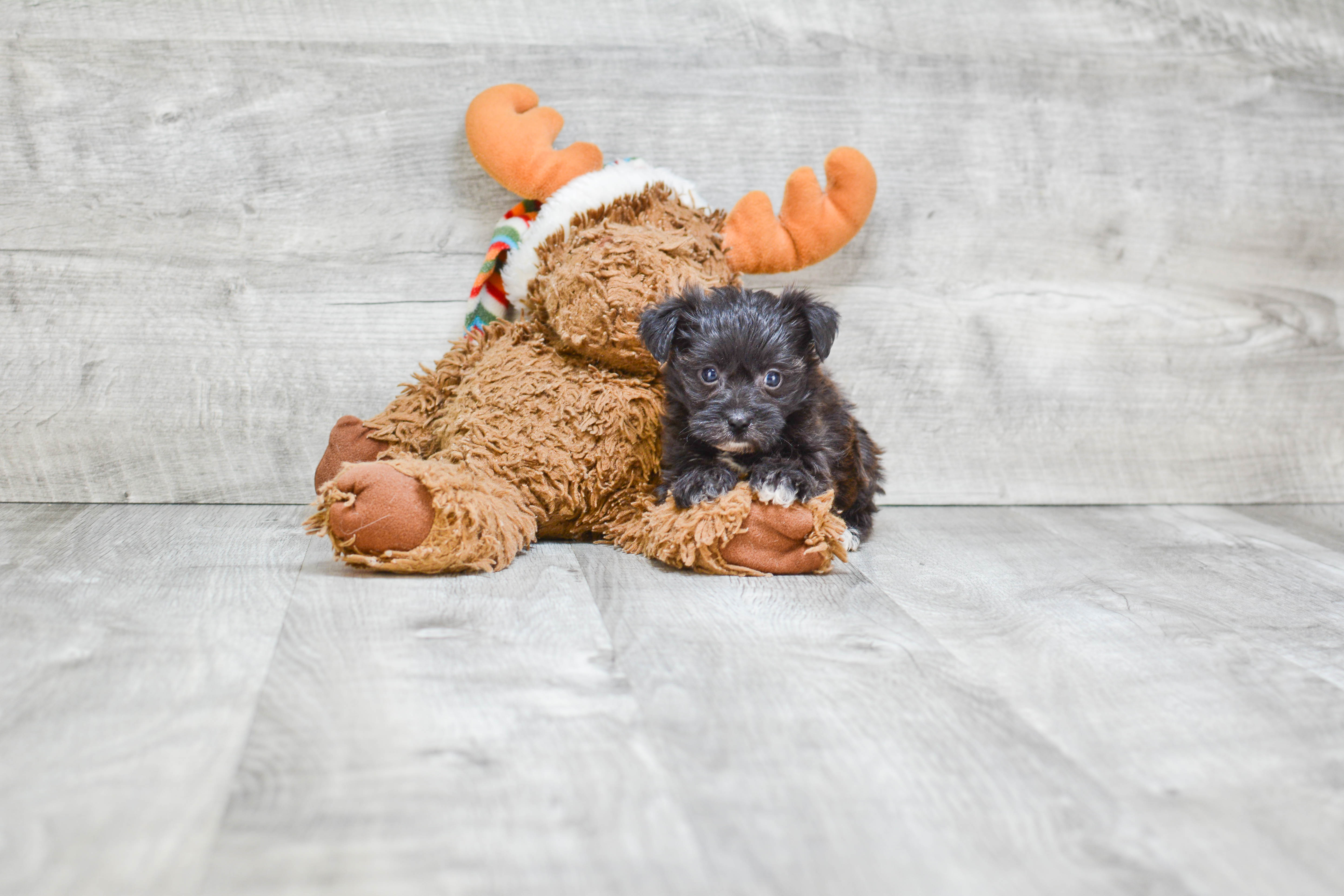 Best Morkie Baby