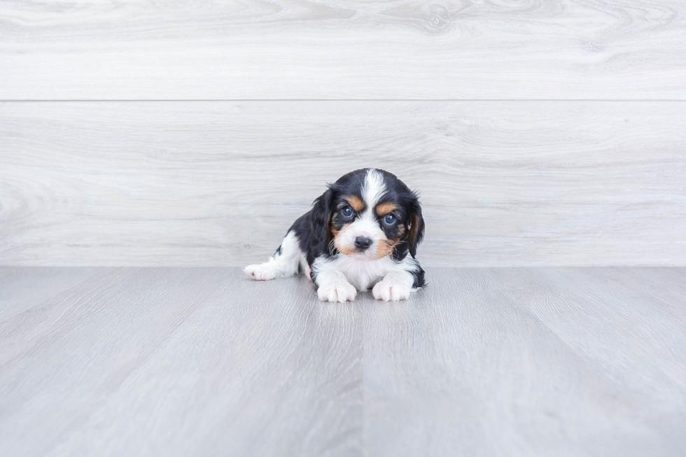 Cavalier King Charles Spaniel Puppy for Adoption