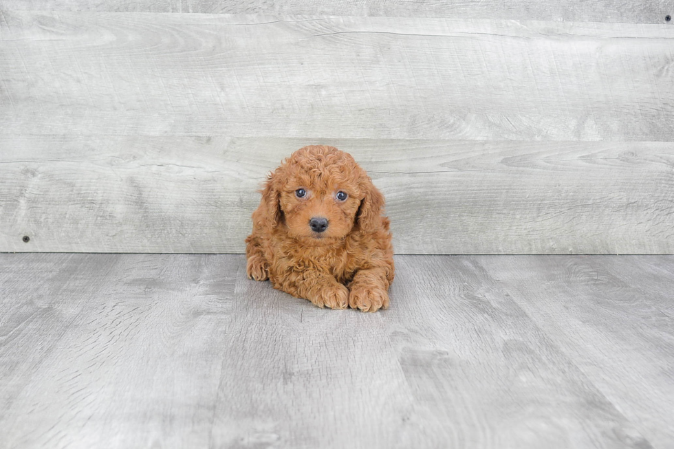 Fluffy Mini Goldendoodle Poodle Mix Pup