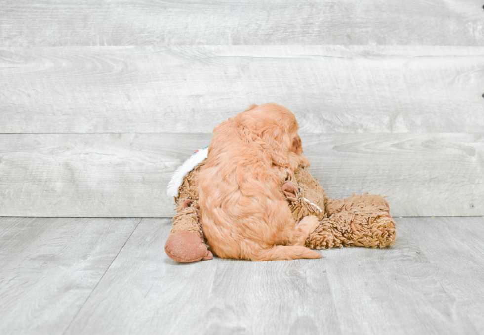 Cavapoo Puppy for Adoption