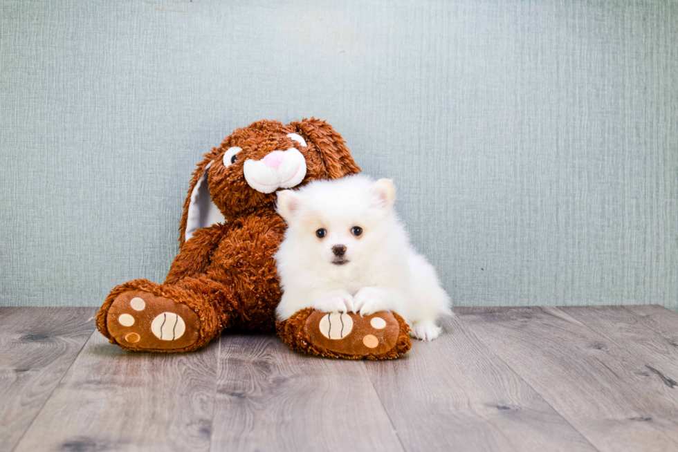 Pomeranian Puppy for Adoption