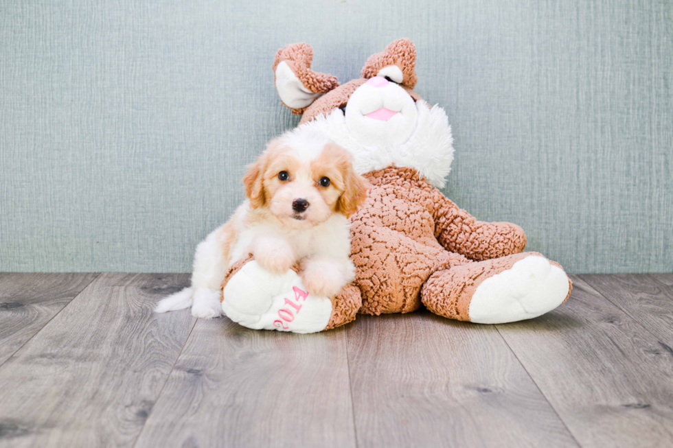 Happy Cavachon Baby