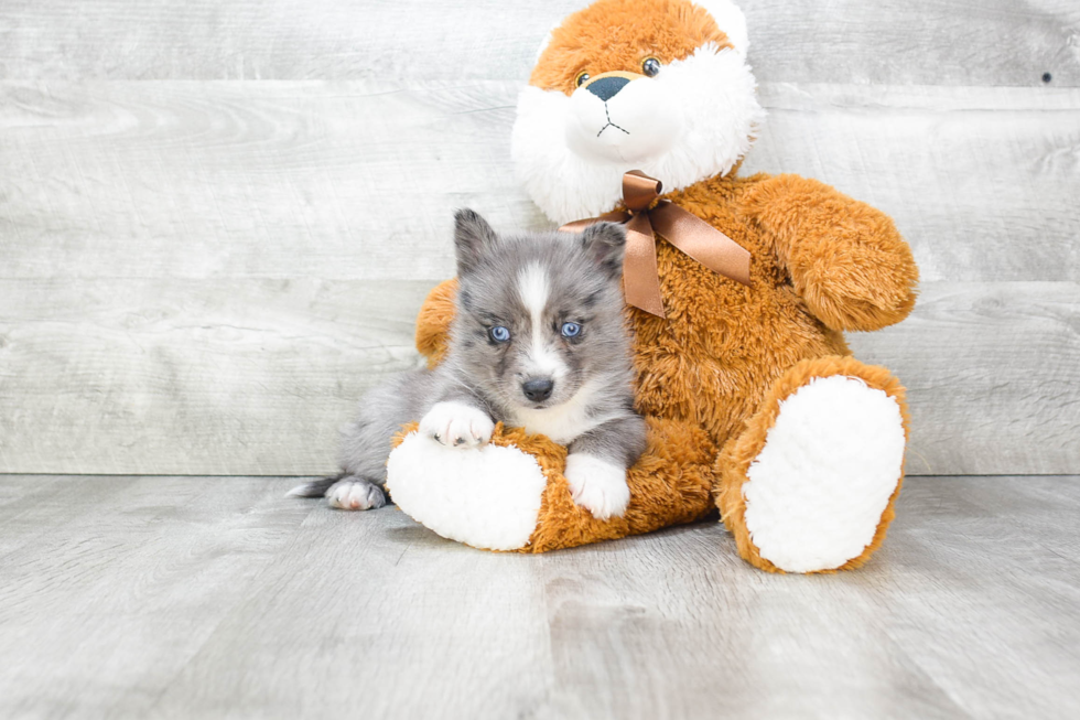 Small Pomsky Baby