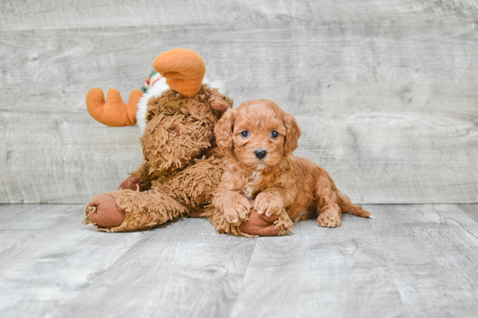 Popular Cavapoo Poodle Mix Pup