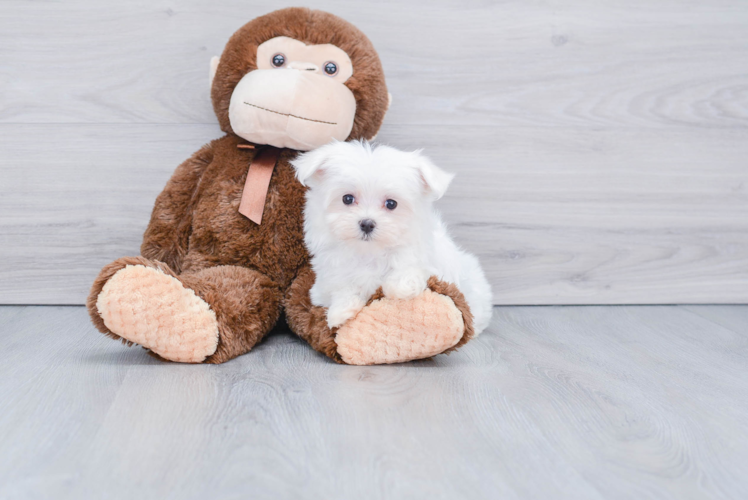 Funny Maltese Purebred Pup