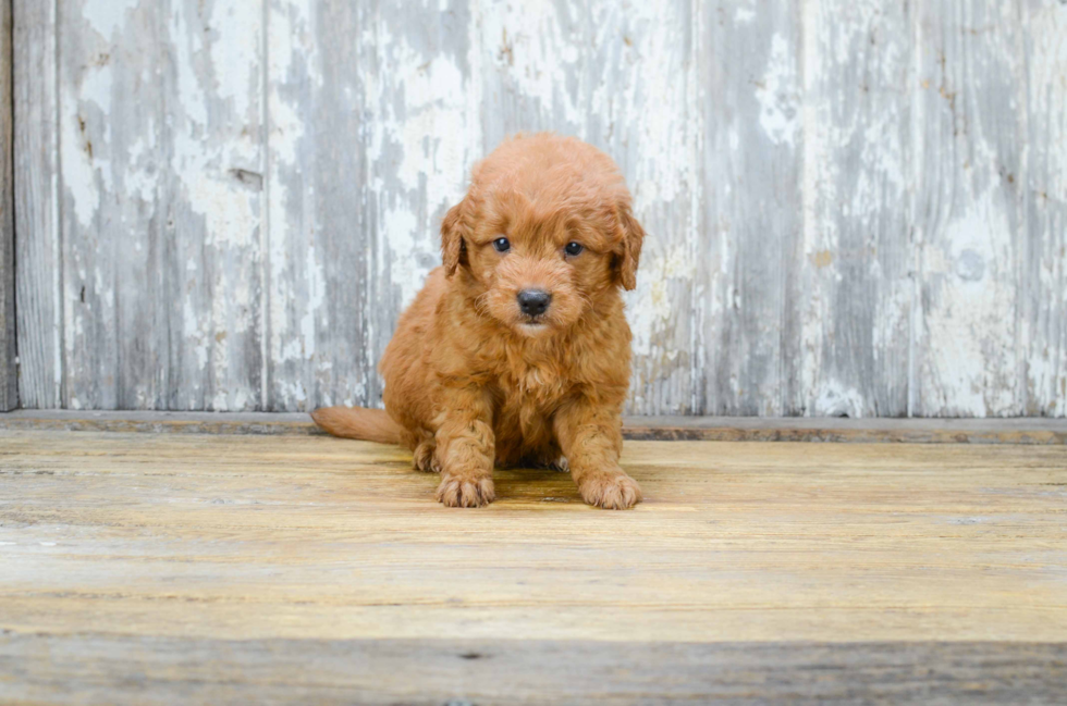 Best Mini Goldendoodle Baby