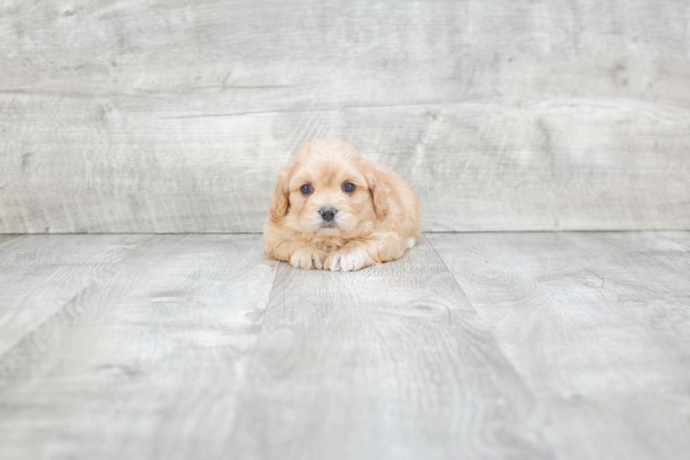 Small Maltipoo Baby