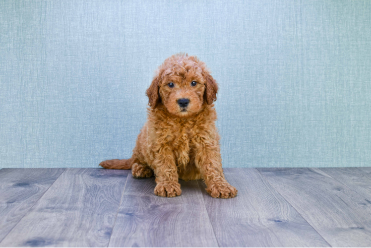 Best Mini Goldendoodle Baby