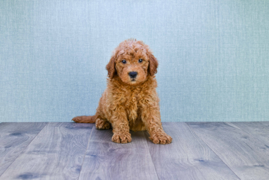 Best Mini Goldendoodle Baby