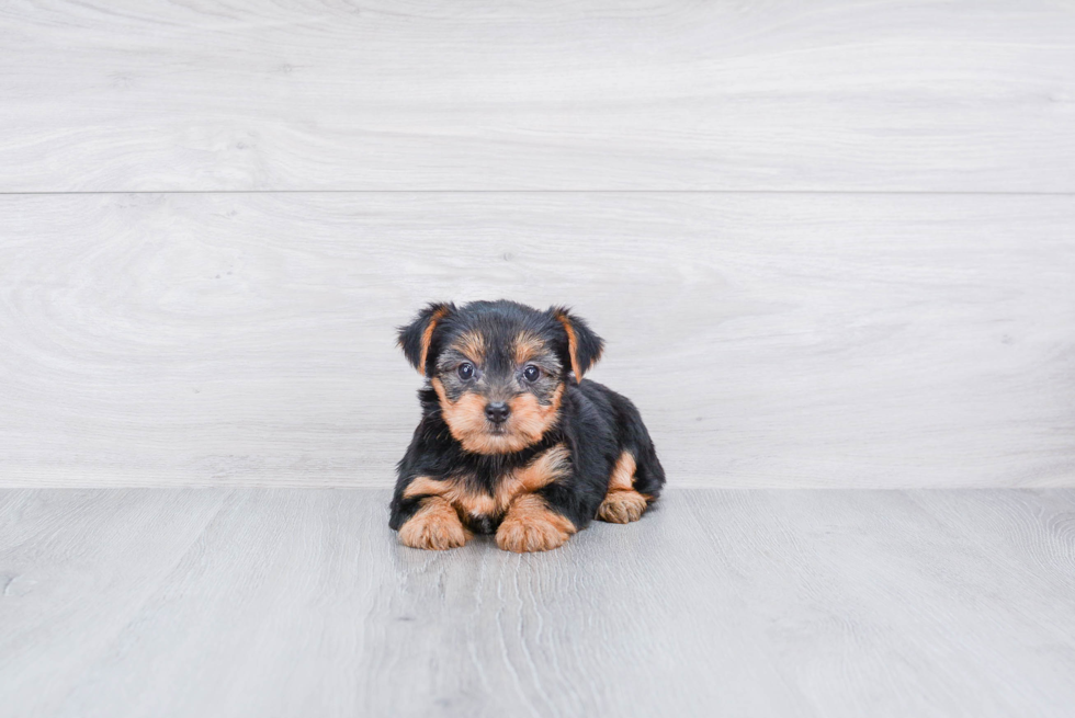 Meet Lisa - our Yorkshire Terrier Puppy Photo 