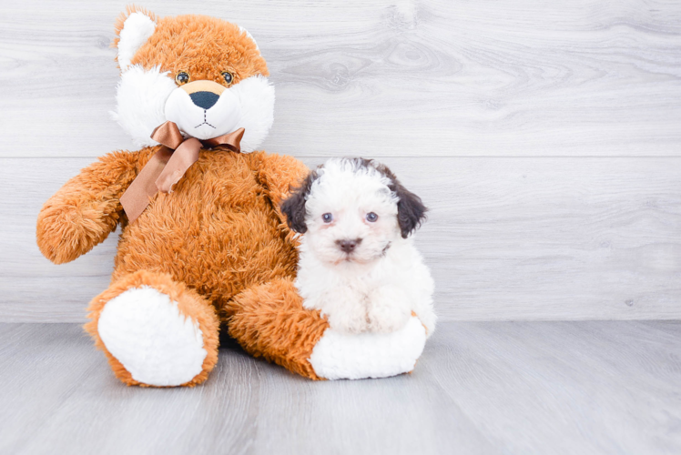 Playful Havanese Baby