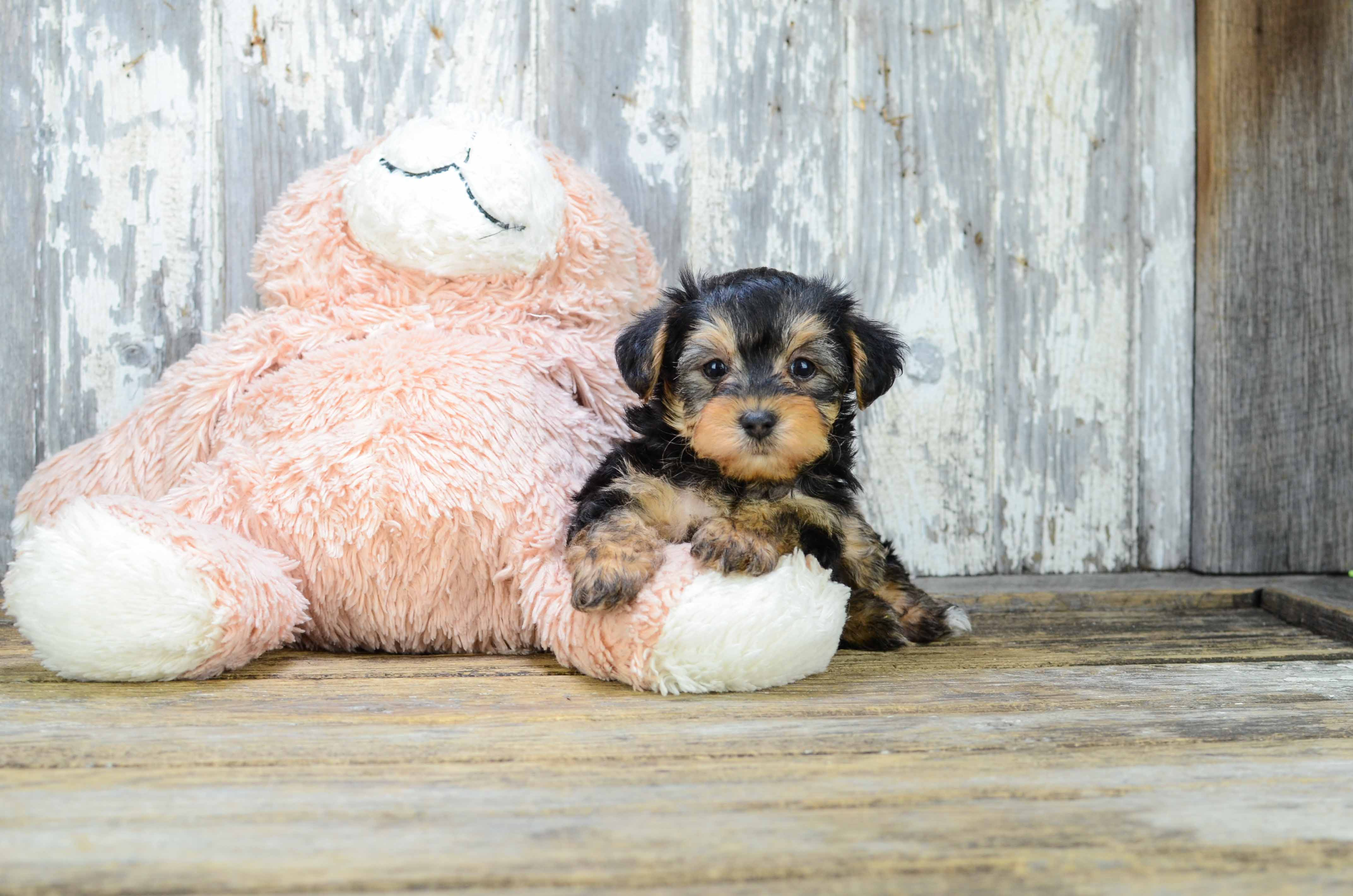 Yorkie Poo Puppy for Adoption