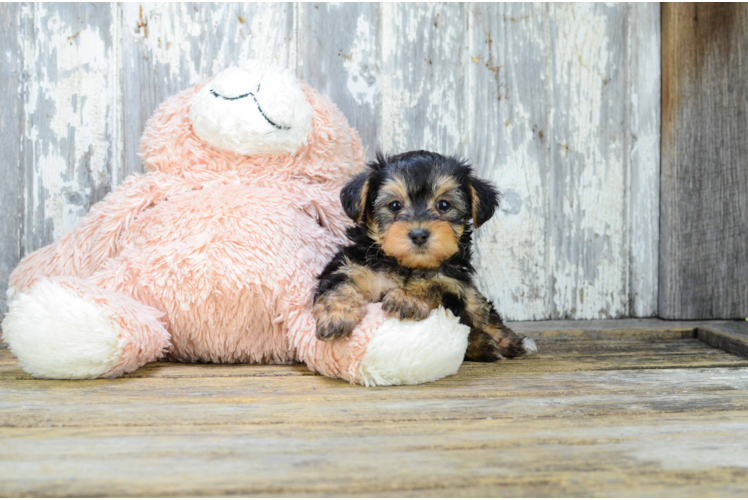 Yorkie Poo Puppy for Adoption