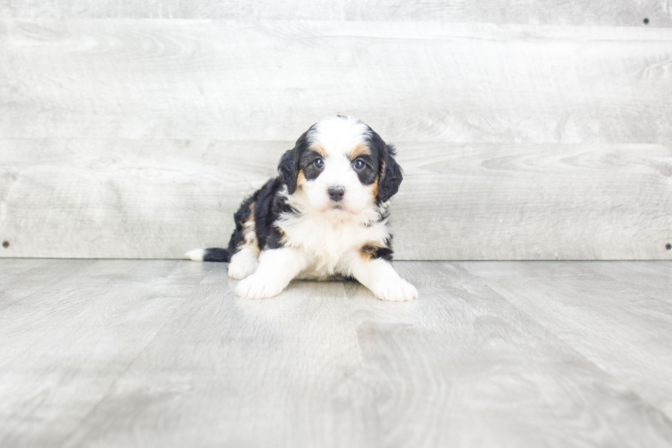 Energetic Bernadoodle Poodle Mix Puppy