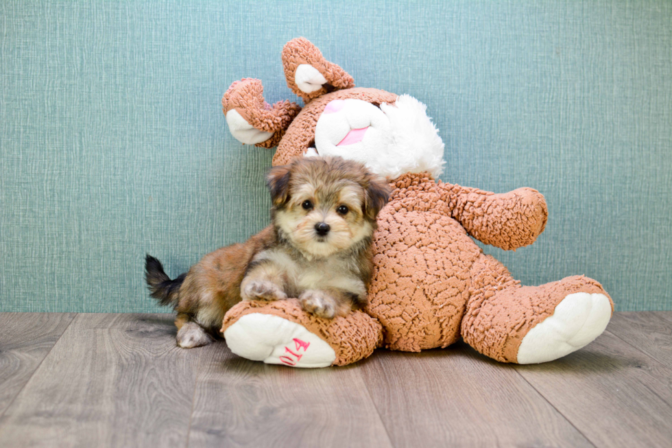 Morkie Puppy for Adoption