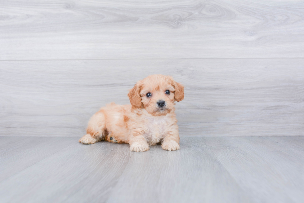 Cavachon Pup Being Cute