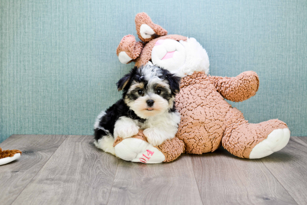 Happy Morkie Baby