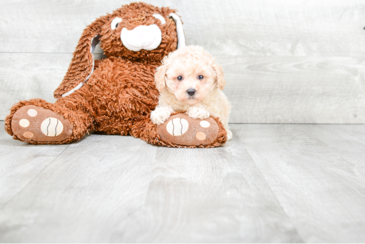 Popular Poodle Purebred Pup