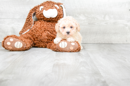 Popular Poodle Purebred Pup