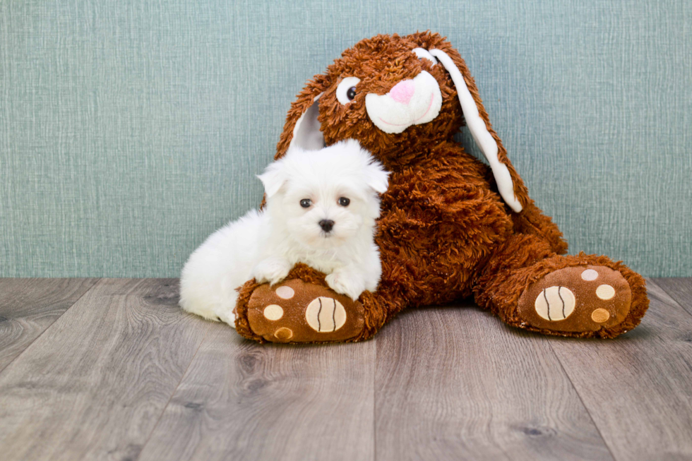 Little Maltese Purebred Pup