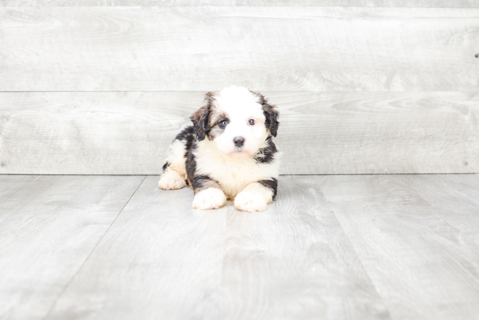 Mini Bernedoodle Pup Being Cute