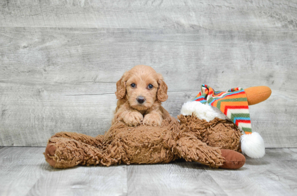 Smart Mini Goldendoodle Poodle Mix Pup