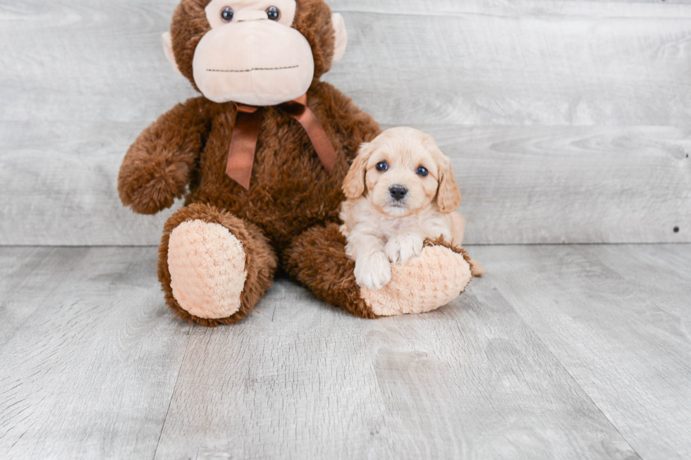 Cavapoo Pup Being Cute