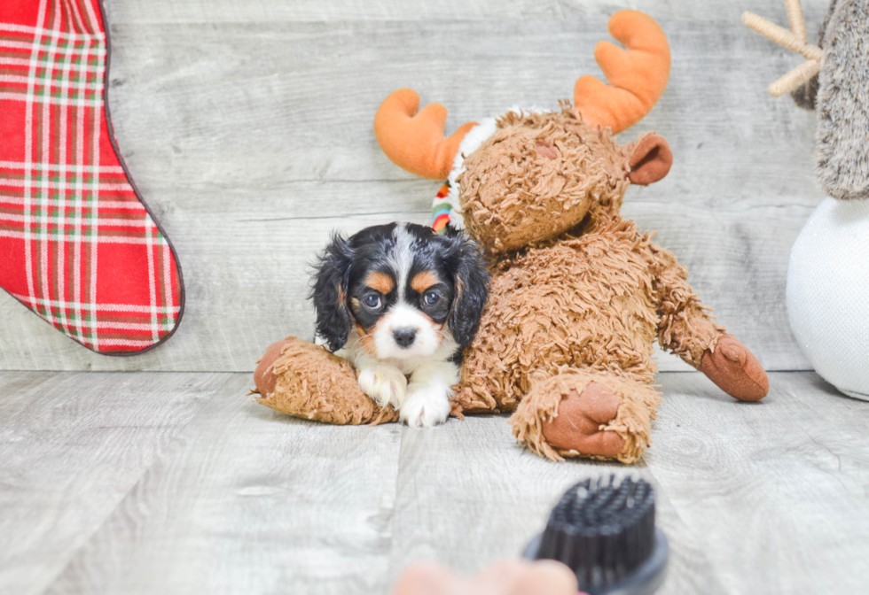 Adorable Cavalier King Charles Spaniel Purebred Puppy