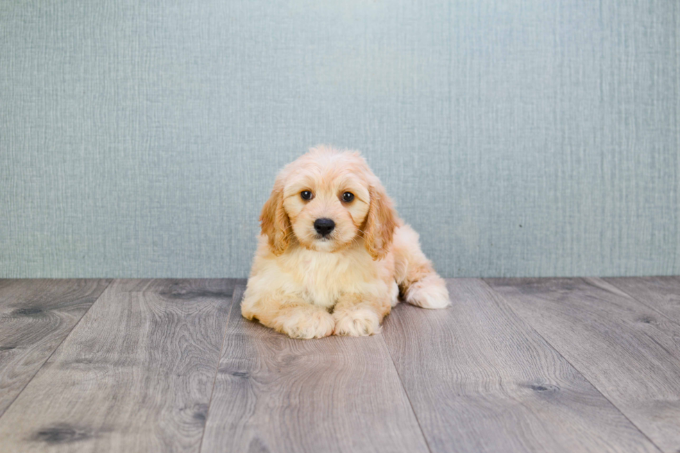 Cavachon Puppy for Adoption