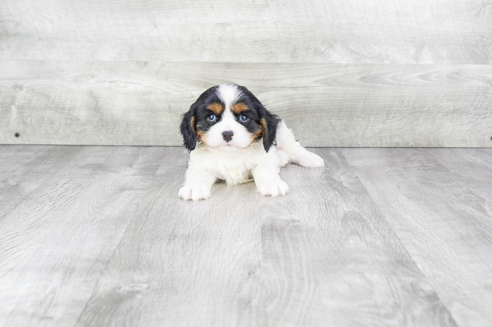 Best Cavalier King Charles Spaniel Baby