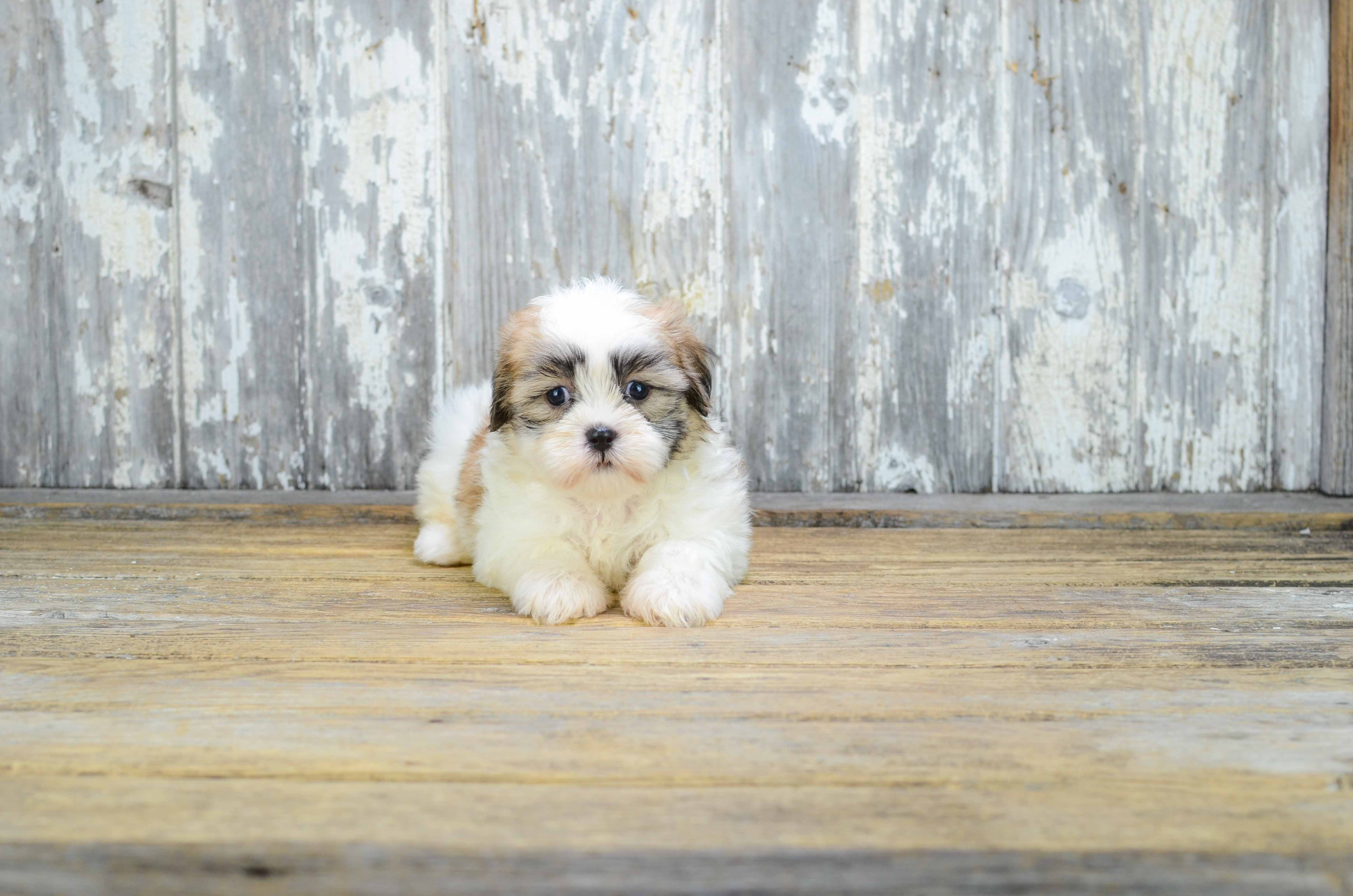 Playful Shi Chon Designer Puppy