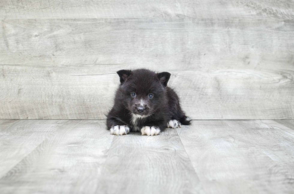 Pomsky Puppy for Adoption