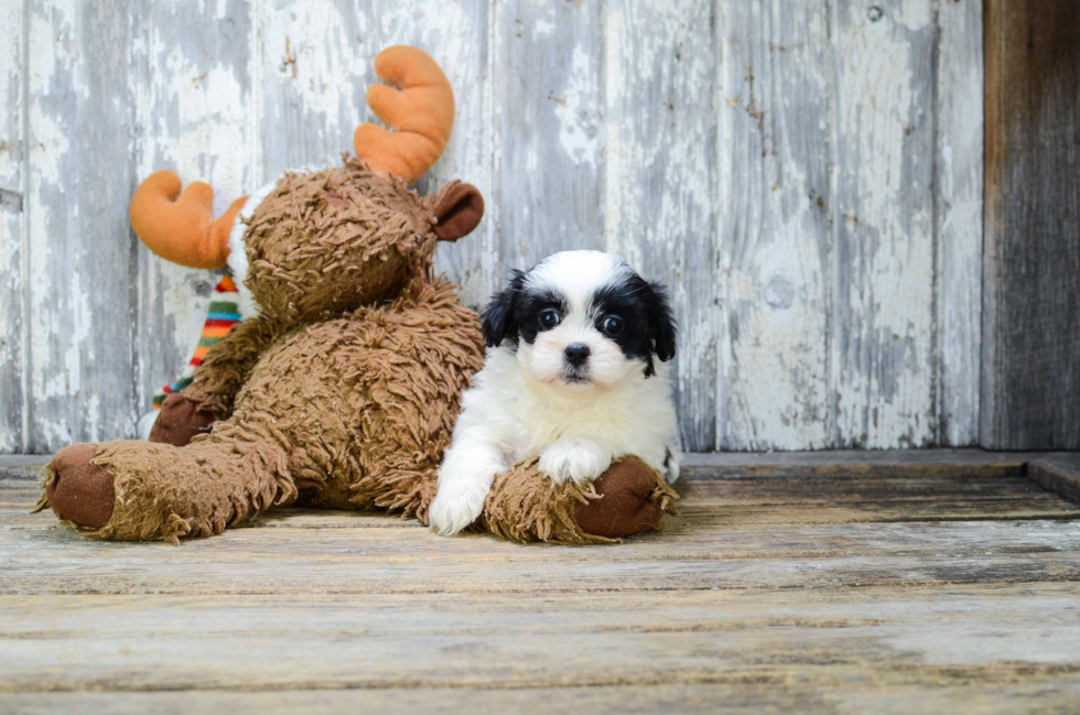 Hypoallergenic Shitzu Designer Puppy