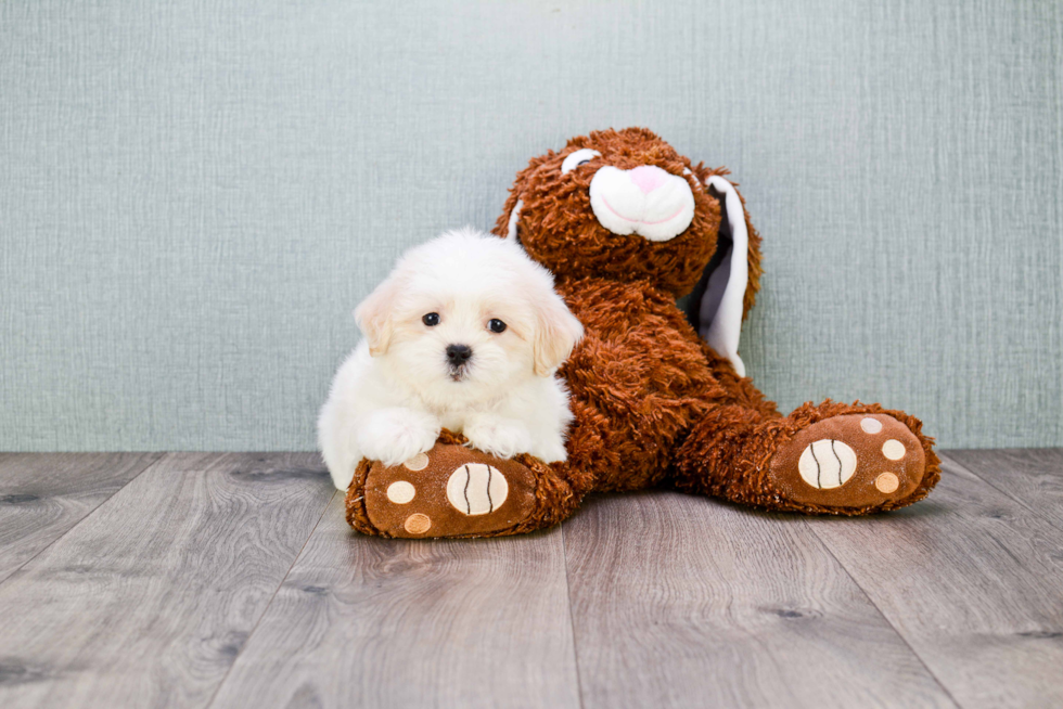 Happy Teddy Bear Baby