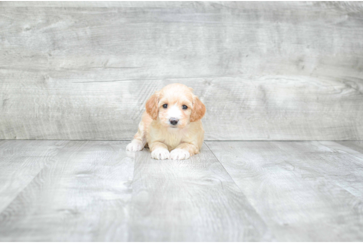 Little Cavoodle Poodle Mix Puppy