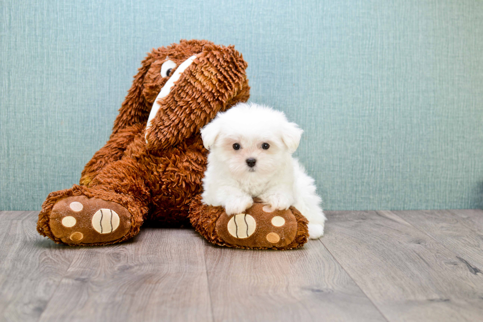 Maltese Puppy for Adoption