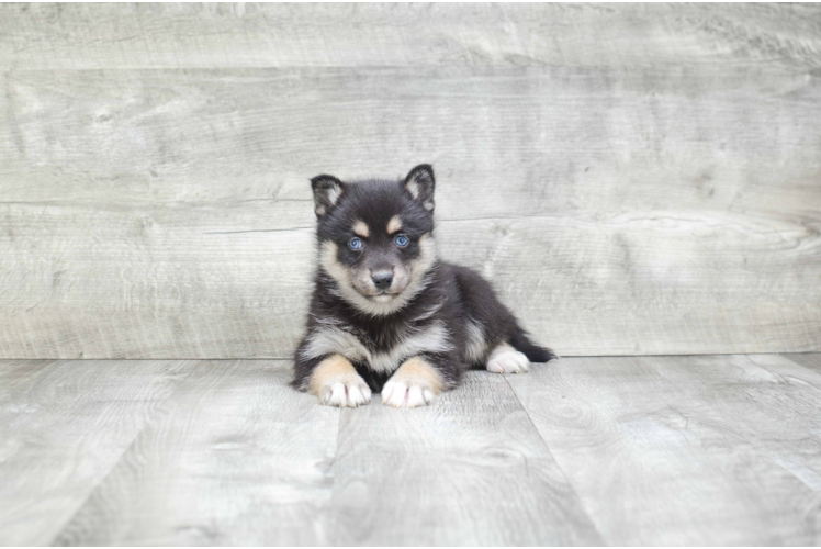 Best Pomsky Baby