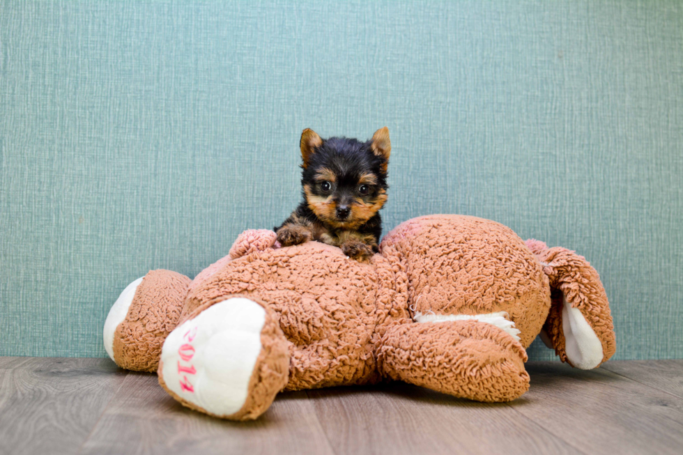 Meet Tinkerbell - our Yorkshire Terrier Puppy Photo 