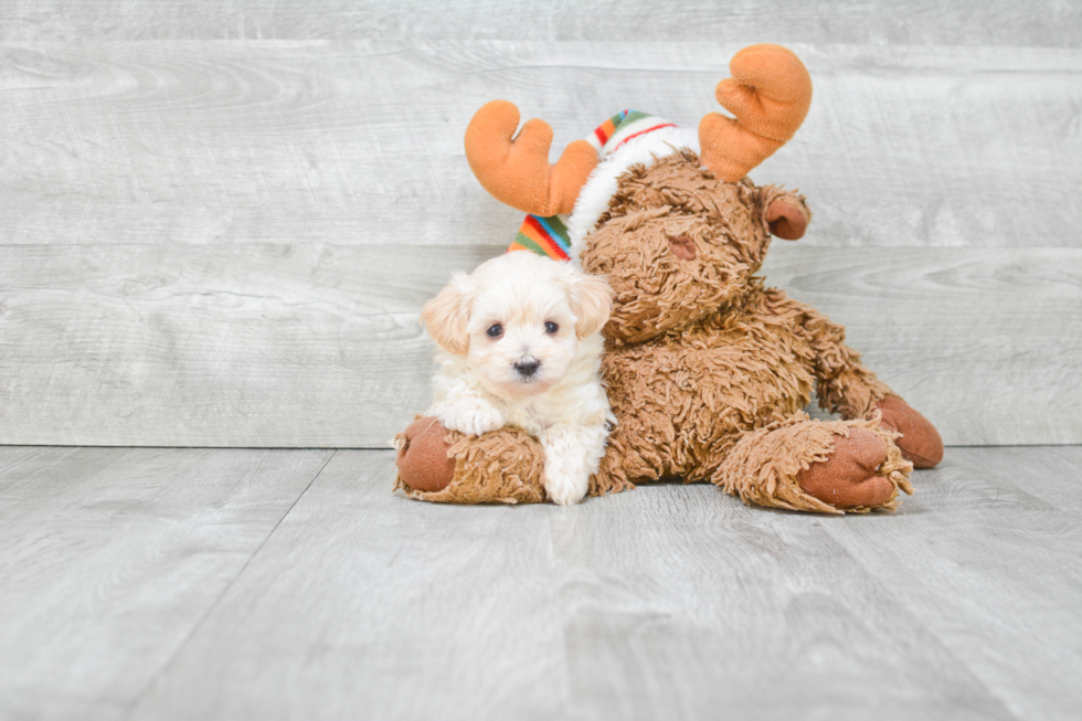 Best Maltipoo Baby