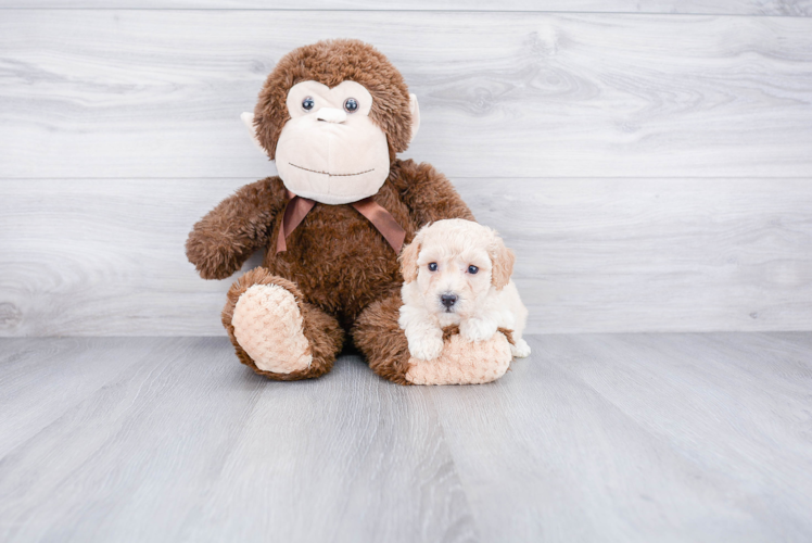 Maltipoo Pup Being Cute